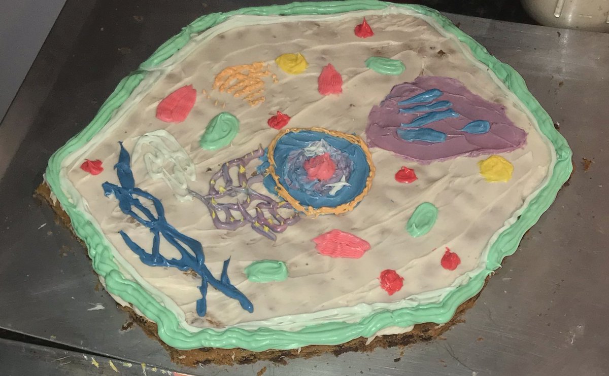 MrsBogertWYO's tweet photo. Some post-lab student-made edible cell models: plant, animal, and bacterial #nom #biology @WyoAreaSD https://t.co/viVzGcWB9z