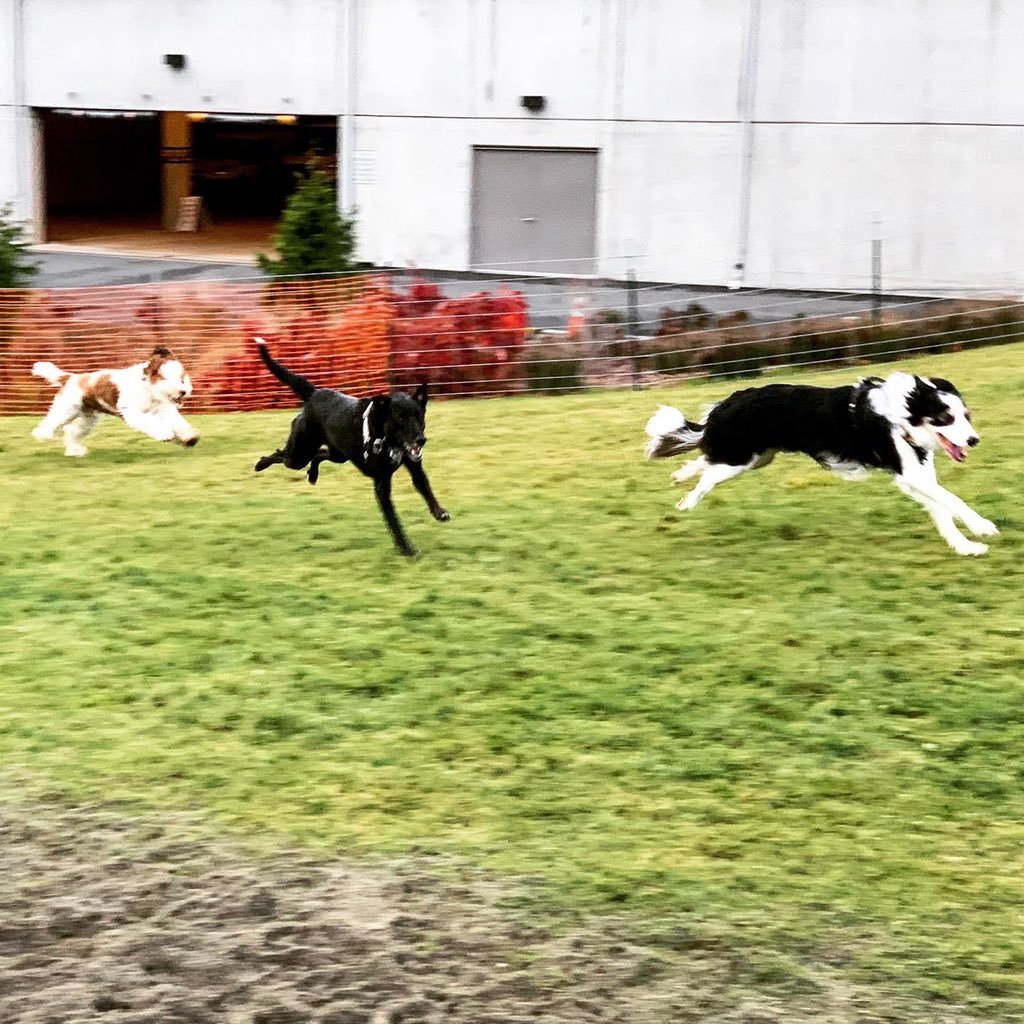 CottageBothell's tweet photo. When you’re done playing at #BothellPopupDogPark, visit our Doggy Docking Station!
#letsplaybothell #bothellparksandrec #nrpa #wrpa #bothellparks #bothellcommunity #explorebothell #beginatbothell #bothellmoms #bothelldogs #dogsofbothell #bothell #bothellwa #woodinville #kenmore https://t.co/OWYHeFe8MK
