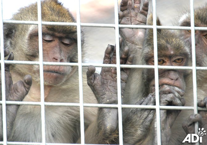 AnimalDefenders's tweet photo. Officials in #southernChina have rescued more than 2,700 #macaquemonkeys reportedly smuggled by gangs to be sold to #labs. Triggered by the discovery of 70 monkeys in the back of a truck, 17 people have been detained &amp; will hopefully be charged. https://t.co/8uUy62KUVX