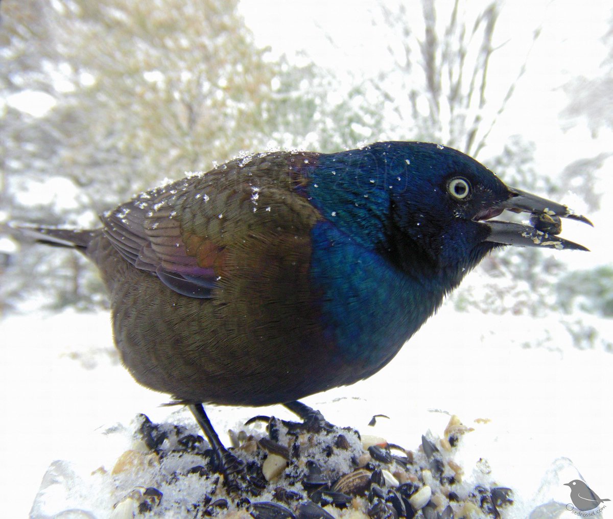 I love snow day.

#birds #nature #snowday #Michiganweather #Michigan  #nature #GitUp #birdphotography