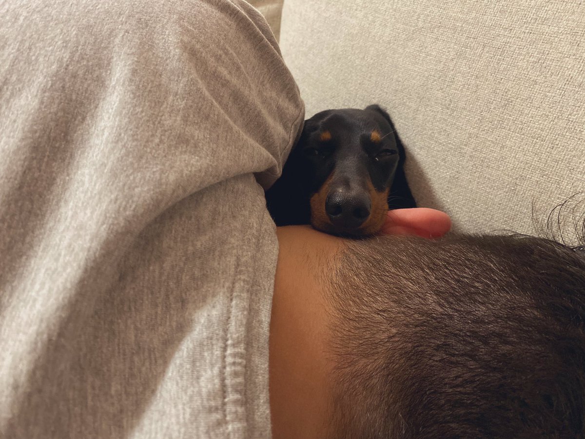 thevrjani's tweet photo. Kis Fahéj megvigasztalt 😊 😂😂😂 #chill #csipa 😅 https://t.co/nJPLaIHhPc