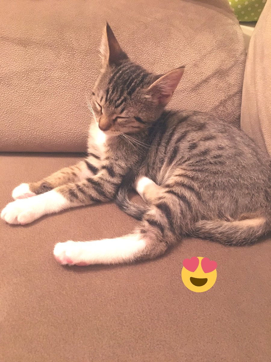 😍🥰 #BirKediSeversen