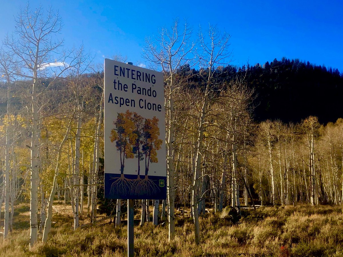 PandoLabs's tweet image. Pando is an aspen clone that originated from a single seed. Pando is believed to be the largest organism ever found at nearly 13 million pounds, spreading over 106 acres, consisting of over 40,000 individual trees, located in Fishlake National Forest (USDA Forest Service).