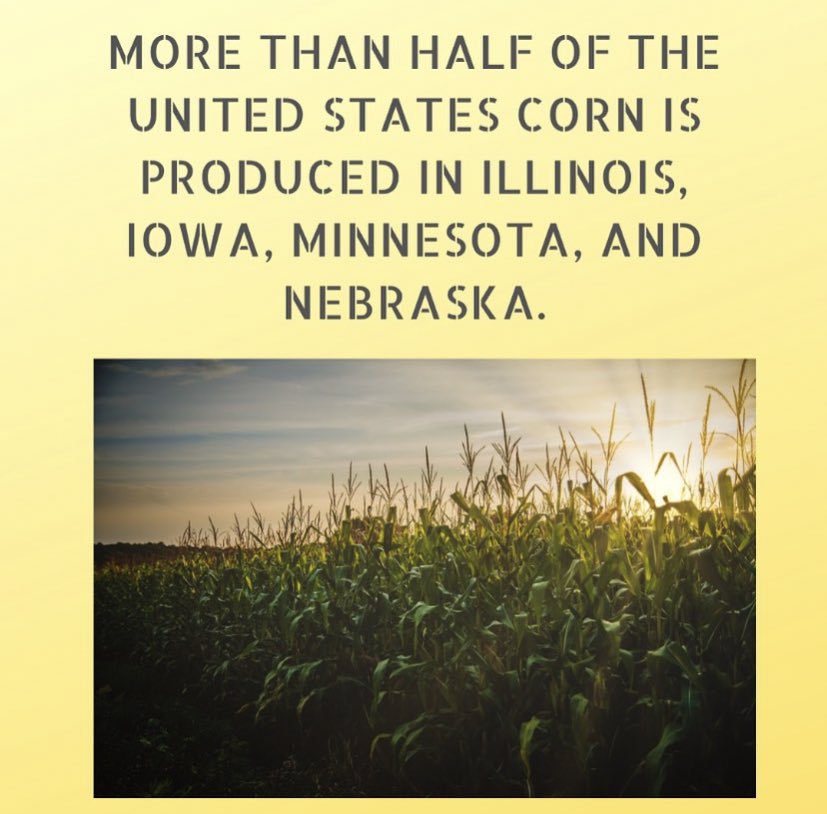 The Midwest is the prime climate and topographical area to produce corn. #wiuaglife <a href="/WIUAg/">WIU School of Agriculture</a>