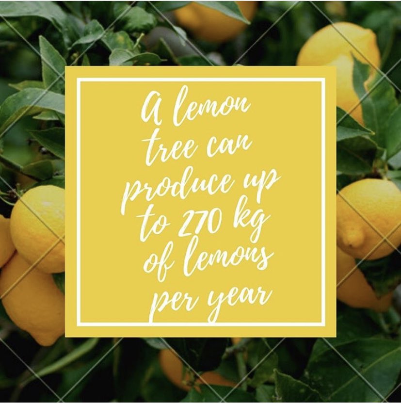 Lemons are a great source of minerals and antioxidants that improve the appearance and condition of our hair, skin, and nails #wiuaglife <a href="/WIUAg/">WIU School of Agriculture</a>