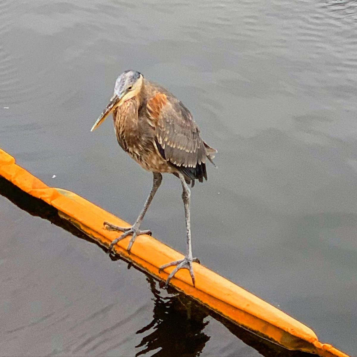 LauraBankey's tweet photo. This Great Blue Heron has been hanging out near our floating wetland for over a week. I think he’s marking his territory before the big expansion. @NatlAquarium #chesapeake #Baltimore https://t.co/K8z6STVc3w