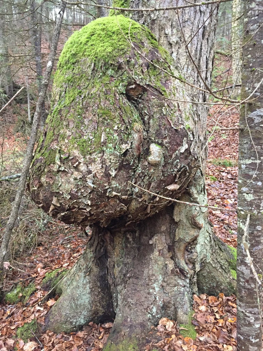 DendronForestry's tweet photo. What a nosey tree! 🌳 #CoolestTreesEver https://t.co/vuBH6qG3M0