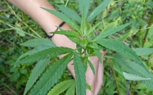lflory's tweet photo. Help! We're looking for feral hemp seeds to use in our ongoing experiments on #invasionrisk of #hemp in Florida. Please RT and DM me with suggestions. https://t.co/bJyXn2yyFu