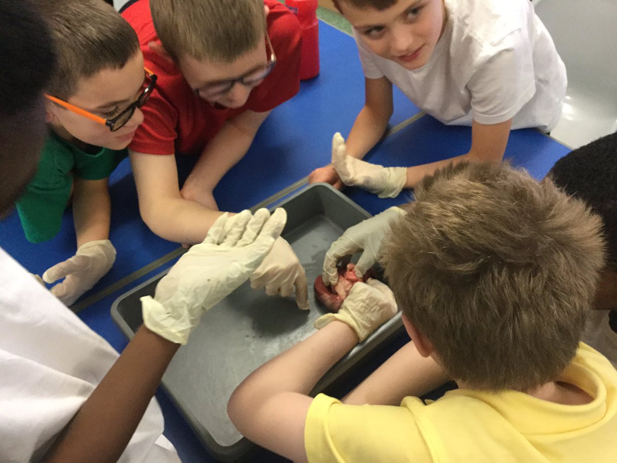 Year 6 at Warstones Primary School tweet media