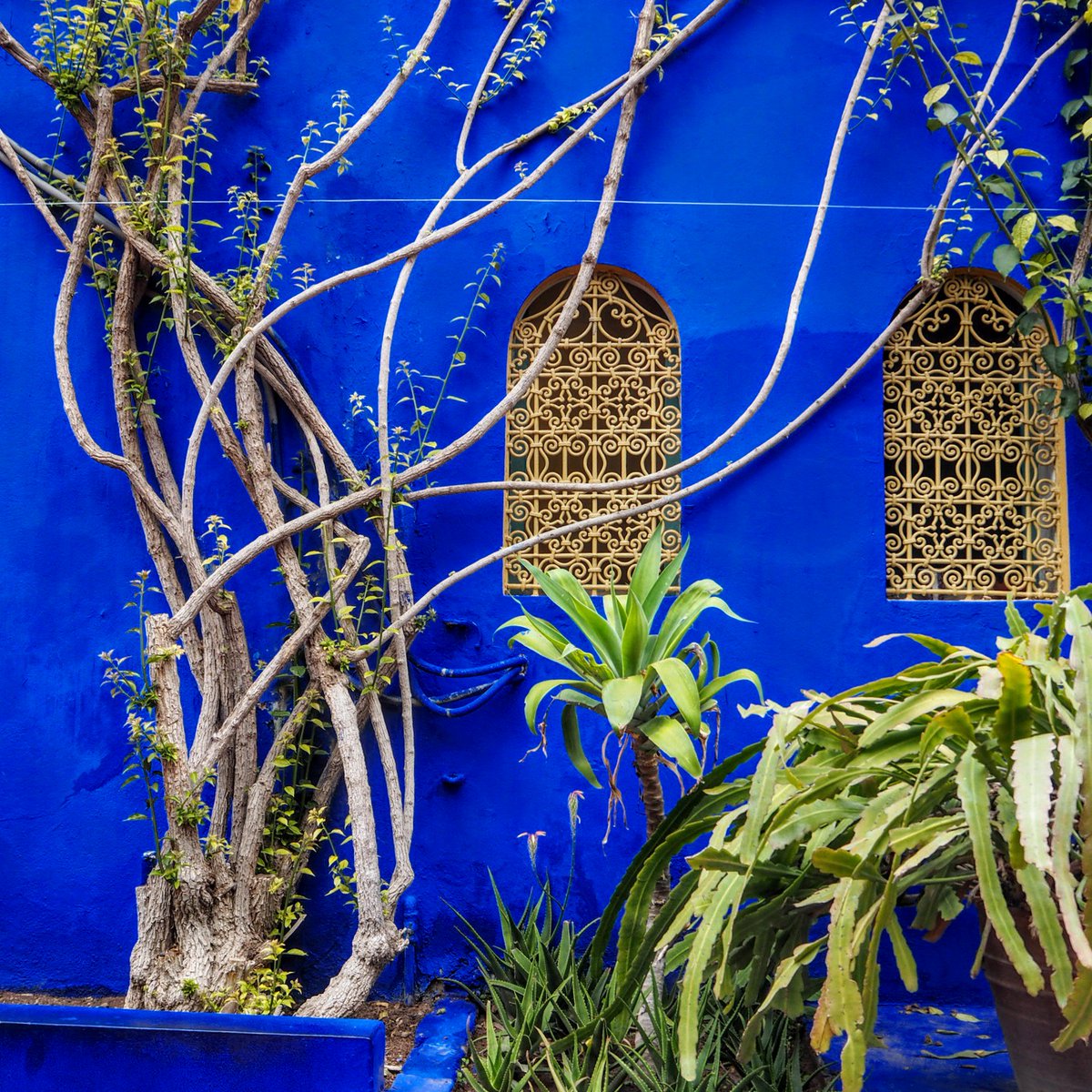 ladyfromatramp's tweet image. YSL garden&apos;s, Marrkech #TUITalks