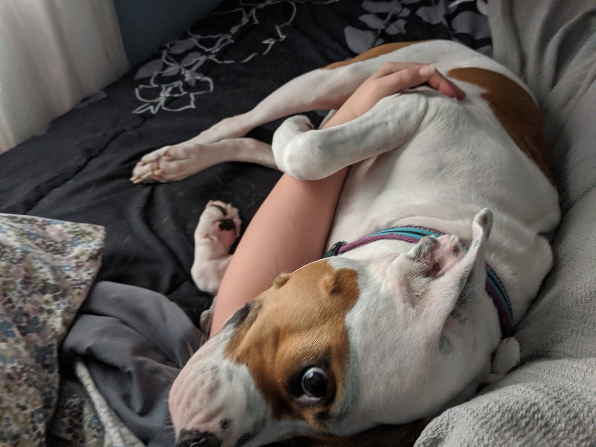 vivlock's tweet photo. @korybing Oof, my dingus did this to her lower canine a year or so ago. Best wishes! https://t.co/fMMBWbjxJL