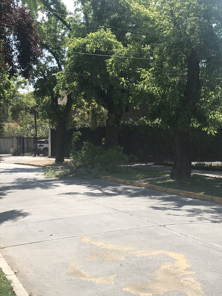 andrept77's tweet photo. @MuniLaReina arbol caido en pdte ovalle 6406. Esta peligroso porque esta sobre la via. https://t.co/WKR9pKgZjD