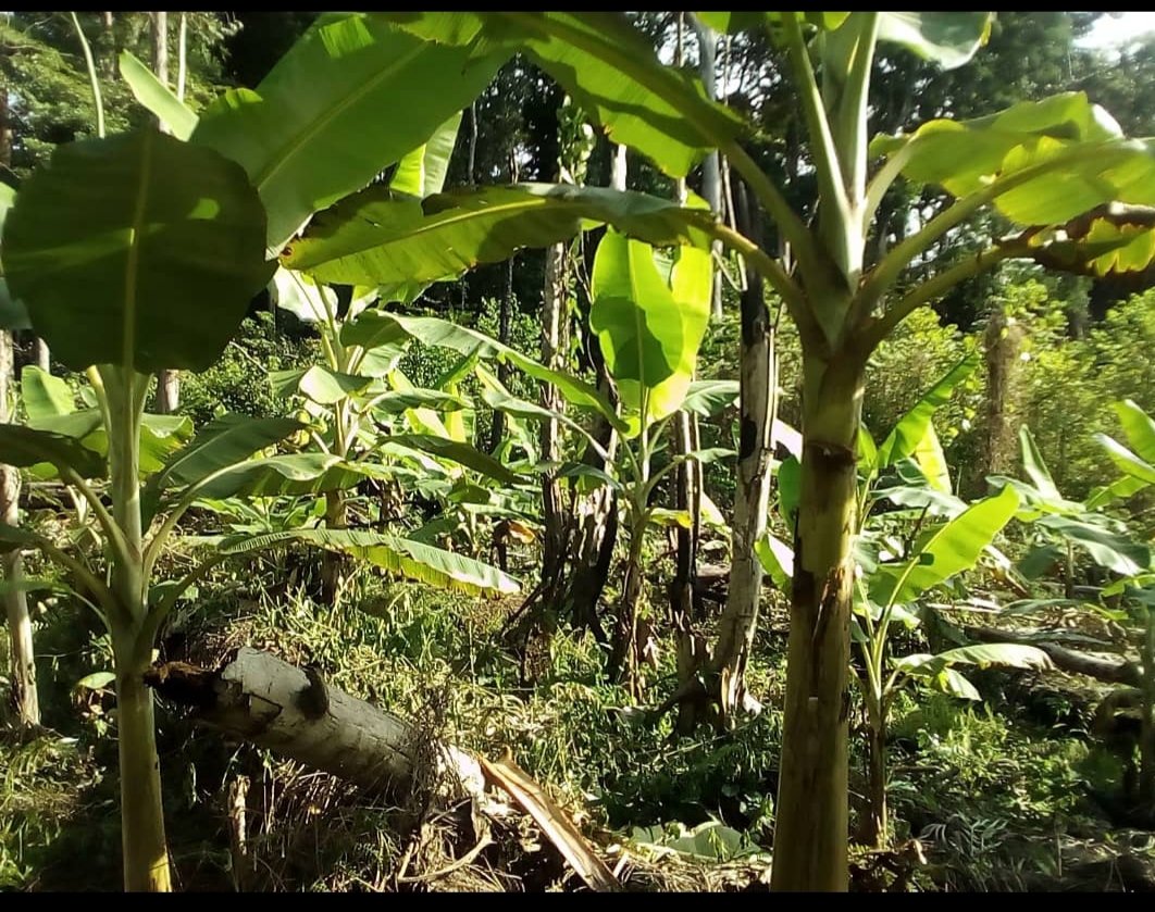 Ils peuvent parce qu’ils pensent qu’ils peuvent.
Réalisations de Reflet du Gabon
Koulamoutou #Gabon