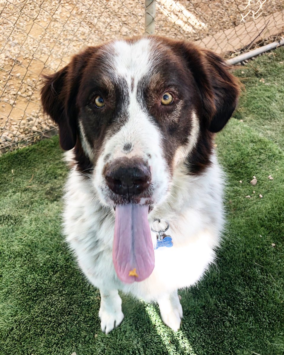 CARL_dogs's tweet photo. Barney is a fan of #tongueouttuesday How cute is this guy?? #barney #stbernardmix #bordercolliemix #tot #rescuedogsofinstagram #adoptme #fosterme #fosterneeded #rescuedogsrock #adoptdontshop #adoptables #venturacountydogs #dogsofventuracounty #dogsofventura #carldogs https://t.co/lyiwyCexlS