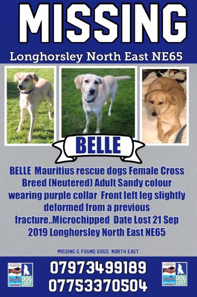 ‼️BELLE IS STILL #MISSING #LONGHORSLEY #NORTHUMBERLAND #NE65 “My lovely #Mauritian rescue dog is still missing & no sightings of her TY every1 for sharing our post to help find her. She’s been through so much in her short life we’ll keep searching and won’t give up” 21/9/19