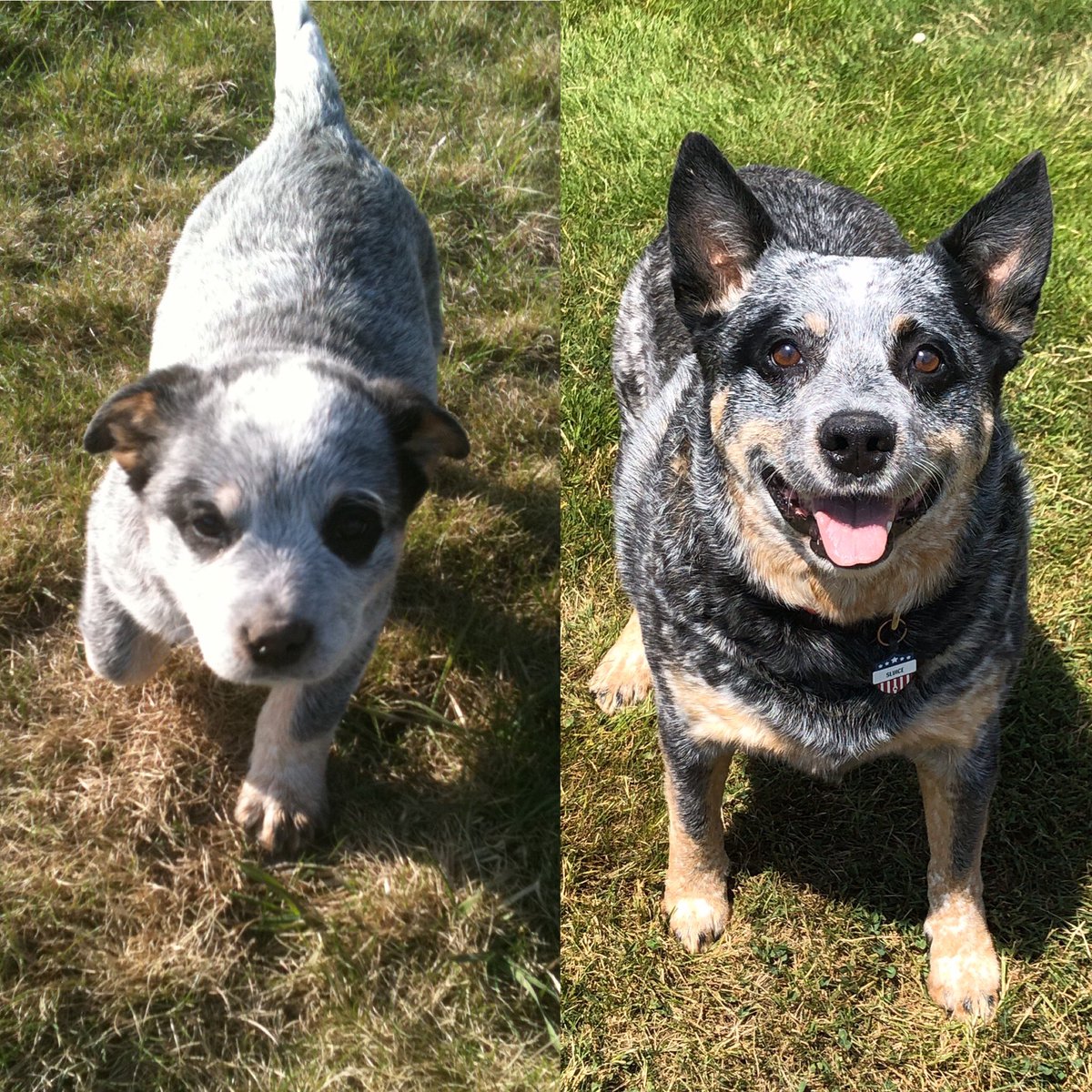 GoldRushMitch's tweet photo. Transformation Tuesday! Sluice at 8 weeks and then at 7 years. I got him right before my fist season with the show and he spent the first three summers of his life at the mine with me #blueheeler #sluice #minedog #ACD #tranformationtuesday #mansbestfriend #heelerlove #sluice https://t.co/PXrPrlzJum