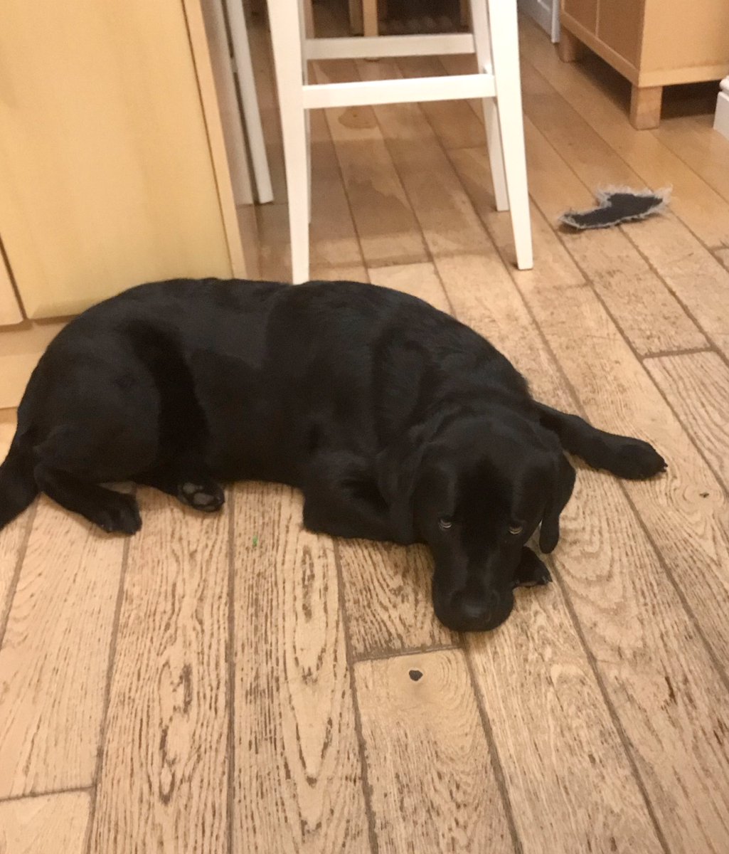 JoPenhaligon's tweet photo. This is our 2nd @LidlGB wholemeal Boule of the day. It’s not because we are hungry or greedy, it’s because our 2 year old lab decided he wanted the 1st one all to himself!!! 🙈🙈 🐶 🍞😧

#greedylabrador #Unbelievable #guiltyeyes https://t.co/N5dpdNkhMp