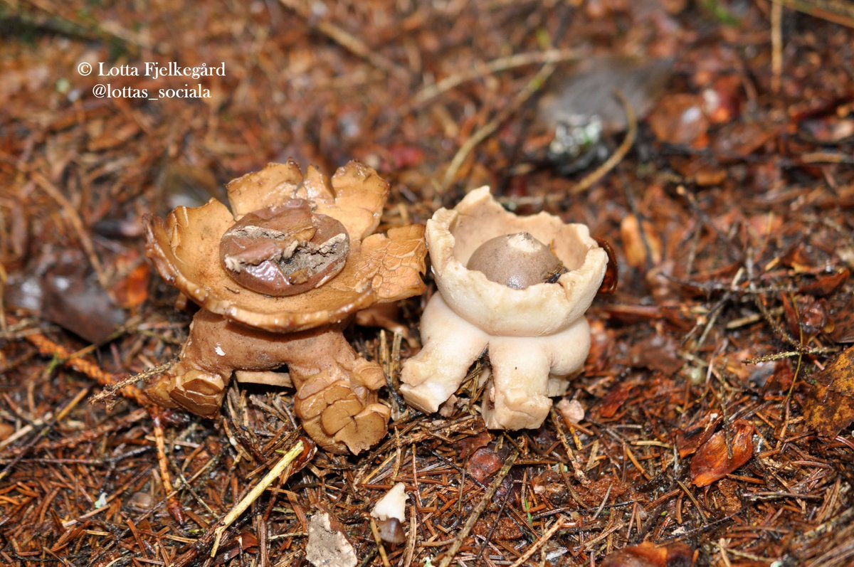 two earth stars among pine needles. one very old and brown, the other young. both grawed by animals.