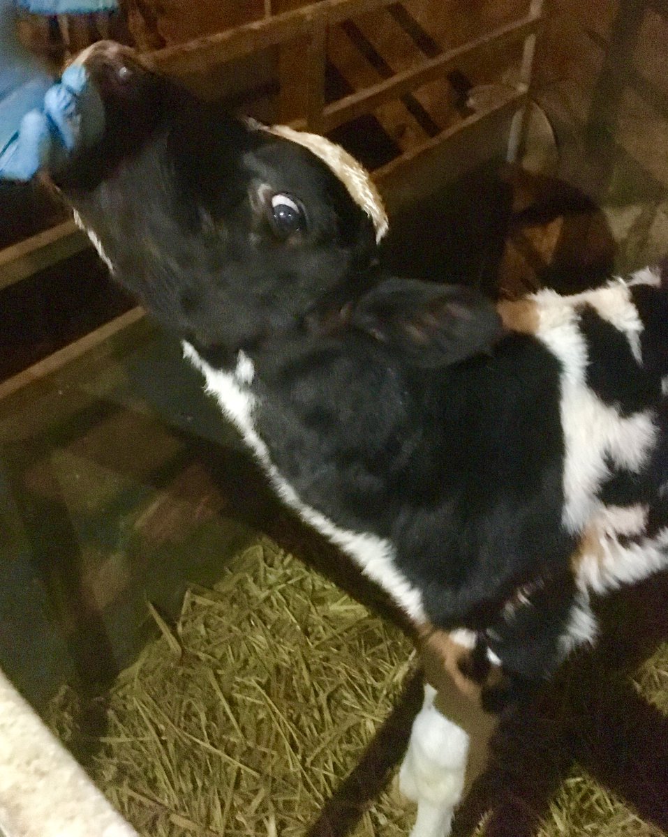 fionagraham13's tweet photo. Very pretty Bidlea Addictive heifer calf #lineback #teamdairy #Ayrshire https://t.co/SDypV6JqLH