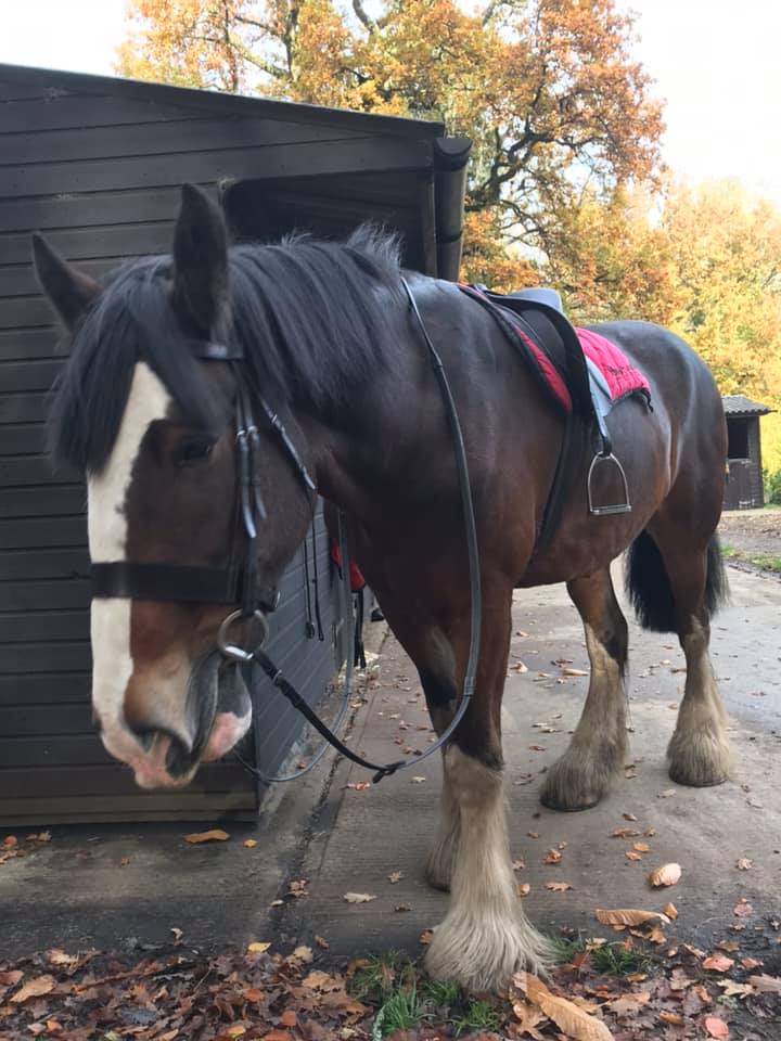Today I got to ride this handsome Clydesdale. He's soooo BIG I needed a step ladder to get on!
#clydesdale #nativebreeds #Budweiser #Forelock #adventures #ponyhour