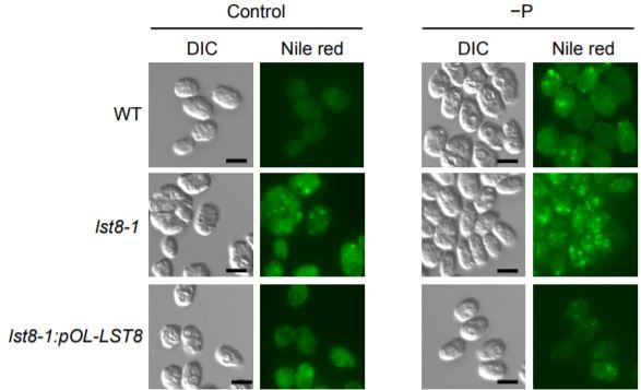 The Plant Cell (@theplantcell) on Twitter photo Phosphorus Availability Regulates TORC1 Signaling via LST8 in Chlamydomonas #Phosphorus <a href="/ChlamyAutophagy/">Crespo lab</a> <a href="/inmacouso/">inmaculada</a> <a href="/NervaMEPP/">Esther Pérez Pérez</a> plantcell.org/content/early/… Phosphorus Availability Regulates TORC1 Signaling via LST8 in Chlamydomonas #Phosphorus <a href="/ChlamyAutophagy/">Crespo lab</a> <a href="/inmacouso/">inmaculada</a> <a href="/NervaMEPP/">Esther Pérez Pérez</a> plantcell.org/content/early/…