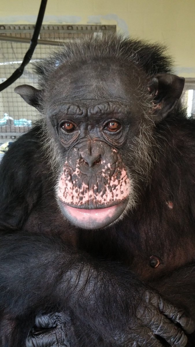 SaveTheChimps's tweet photo. Cayenne is sweet, loving, &amp; relaxed. She has 4 pieces of art in the #onlineauction, three of which she painted with her best friend, Indie. Bid on her art: https://t.co/8bWyobirrA

#CayenneTheChimp #Auction #AllThingsChimp #Chimp #Chimpanzee #ChimpArt #Art #IndieTheChimp https://t.co/RW2abGY5JN