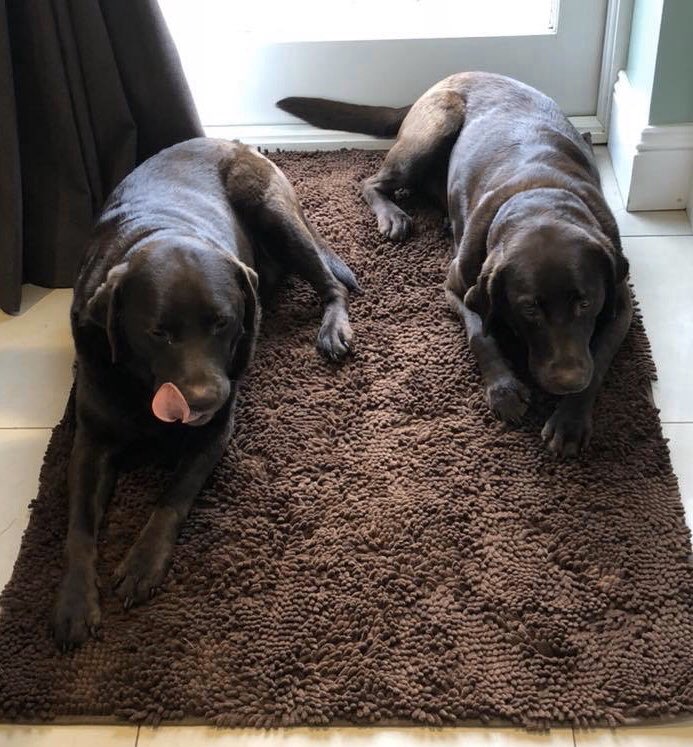 EasyPaws's tweet photo. Brothers Bailey &amp; Rocco ❤️ their XL Easy Noodle Mat!

Click 👇 for No More Muddy Paws!

https://t.co/tK92oUytmz https://t.co/KyPxx9mYeM
