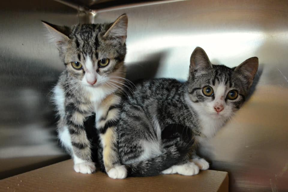 PeterAskin1's tweet photo. Adorable tabby kittens in #LindonUT (a gassing shelter) need out asap! Hardly any shares or pledges! Adopt/pledge for rescue/share! VERY URGENT!
https://t.co/cWrCKzYRBs https://t.co/w3XGJU0iDv