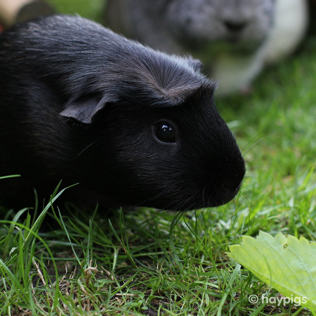 🐹 'I'll stop wearing black when they invent a darker colour.' - Wednesday Addams #tuesdaythoughts #greatquotes #blackisthenewblack #JetGuineaPig #satinguineapig #cavylove