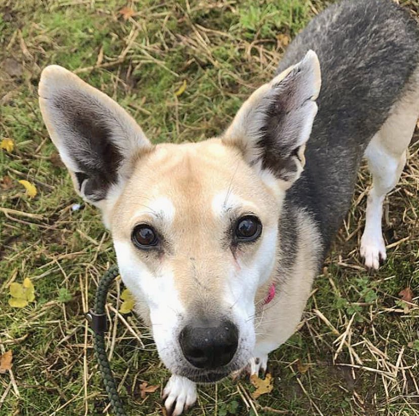 darcy_minihane's tweet photo. 2 gorgeous Romanian rescue dogs looking for Adoption 🐾 please retweet 🐶 https://t.co/9RoWciLmmw