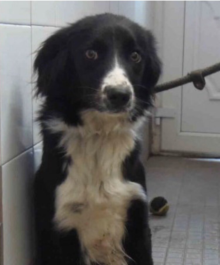 FOUND female #Bordercollie young adult around 10 months 11/11/19 Blk&wh Dundalk Road, #Carrickmacross #CoMonaghan area NORTHERN #Ireland WHO IS SHE? #CollieAlert #CollieMonday #sheepdog doglost.co.uk/dog-blog.php?d…