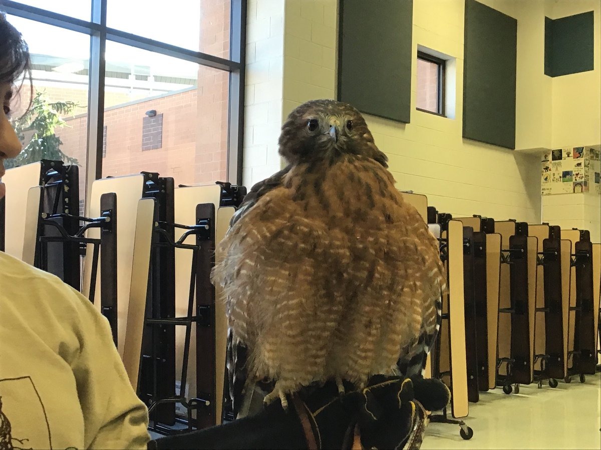 The red shouldered hawk was endangered until 2003.
