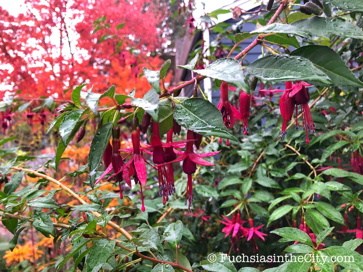 Fuchsiarius's tweet photo. Scene in Portland. Fuchsia ‘Whiteknights Amethyst’. #SceneinPortland https://t.co/BQPel6oocS