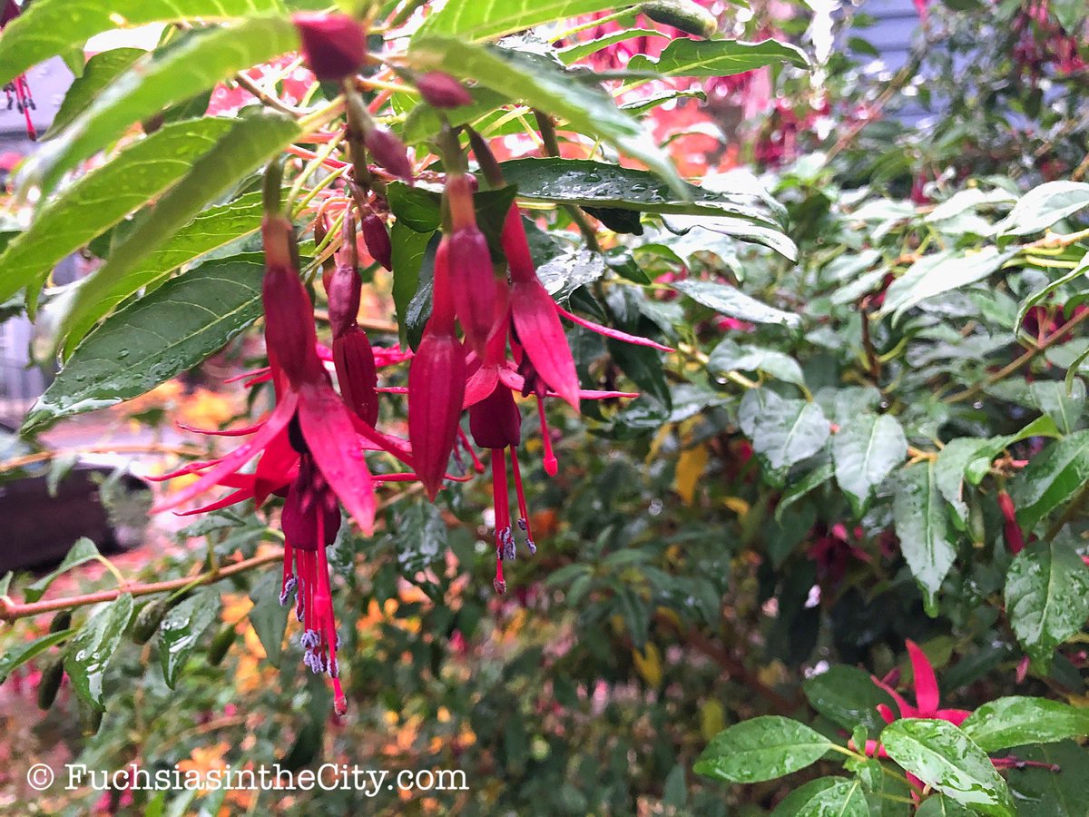 Fuchsiarius's tweet photo. Scene in Portland. Fuchsia ‘Whiteknights Amethyst’. #SceneinPortland https://t.co/BQPel6oocS
