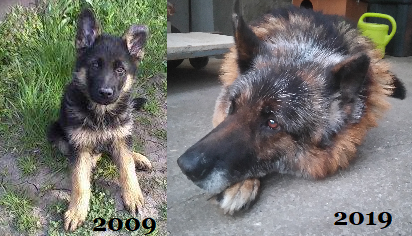 dotya12's tweet photo. #Aldó #Prince #Dog #10yearchallenge #pet #love https://t.co/J6qPqps8MT