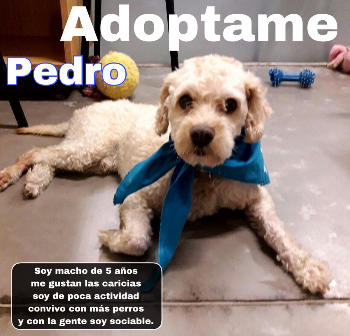 pnamexico's tweet photo. Pedro

Soy macho de 5 años. Me gustan las caricias. Soy de poca actividad y convivo más con perros y con la gente. Soy muy sociable.

Si deseas que forme parte de tu familia, por favor comunícate a nuestros teléfonos en la Ciudad de México: 55 9131 9394 #AdoptaNoCompres https://t.co/GgqUQayQYU