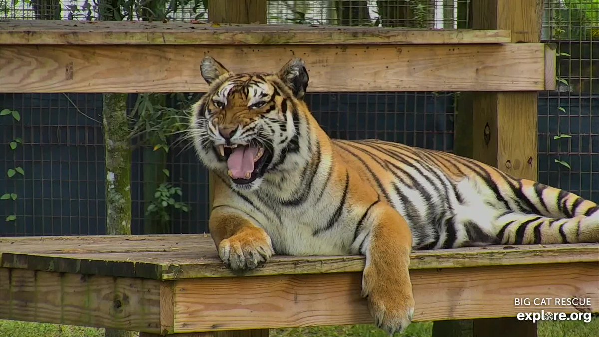 exploreorg's tweet photo. "Roar, I'm scary" 

Watch at https://t.co/Kd2d98Ur64! #tigercam https://t.co/fNz5OH7oNl