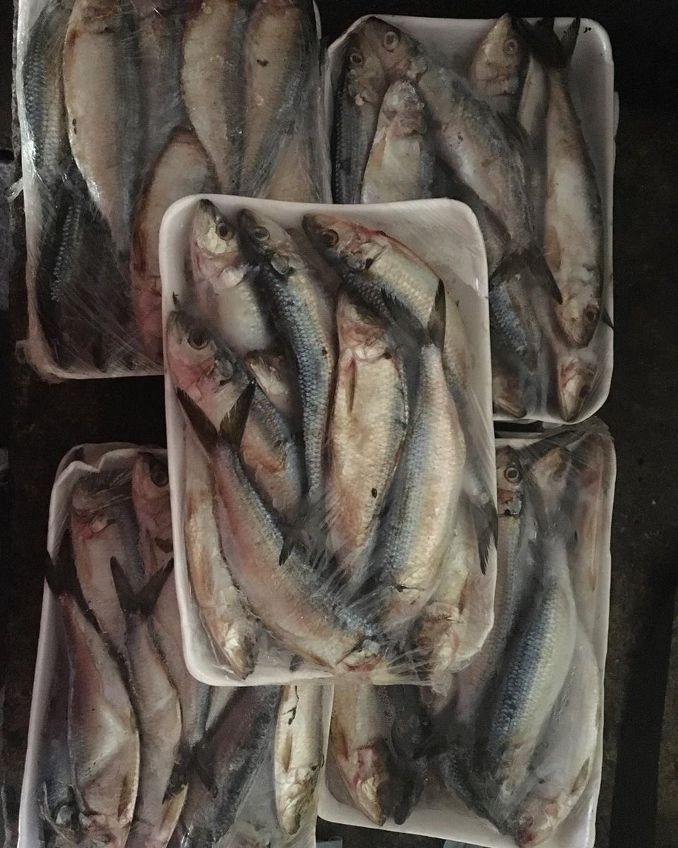 🚨🚨🚨 As I have been notifying and informing for a few days, today was the day of our last meal, I found myself in need of seeking help at a state animal protection center called "Mision Nevado" and I was able to connect a sack of rice and 5 kg of sardine. 🙏🏻🙏🏻