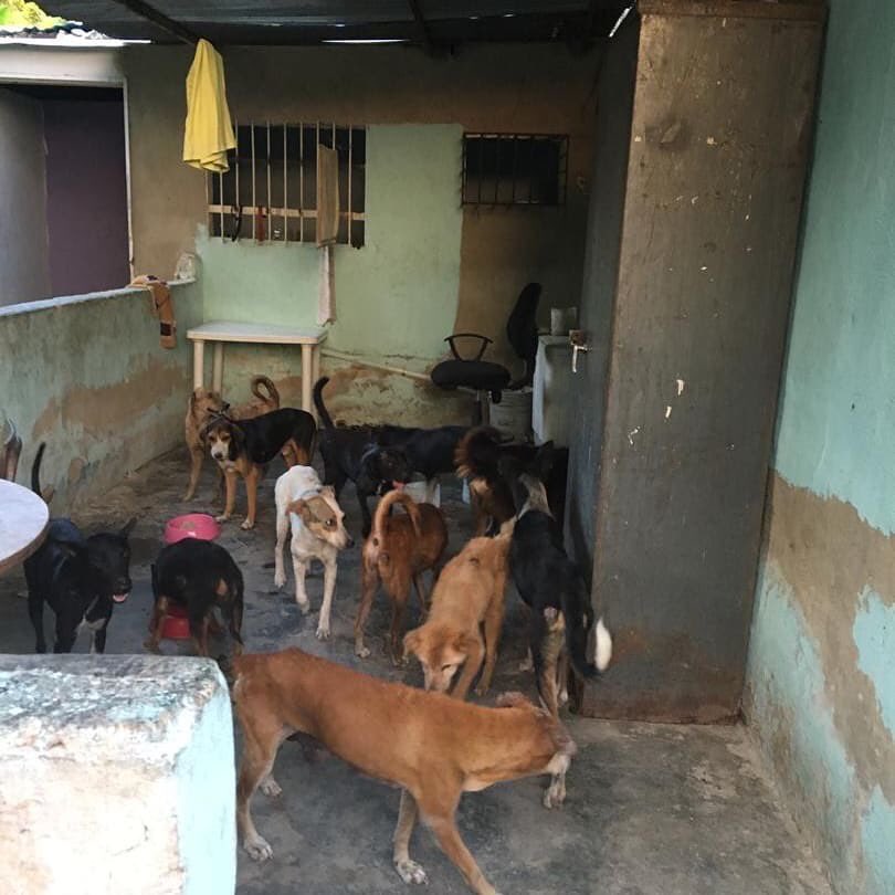 BProtectionist's tweet photo. (continuing the previous tweet) With this I can feed the puppies for 2 days, I hope to have your help, the puppies they need. 🙏🏻🙏🏻🐶 https://t.co/ql7DkZiWDw