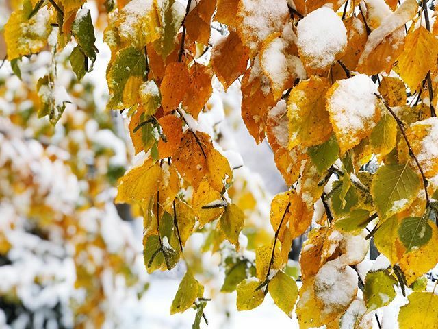 chryssehaynes's tweet photo. When seasons collide = snow rainbows
💚💛🧡
#snow #autumn #fall #nature #leaves #tree #winter #rainbow #chasinglight #flashesofdelight #wanderlust #abmlifeiscolorful #color #orange #yellow https://t.co/e2eK7chFiA https://t.co/dNcMvmkXUF