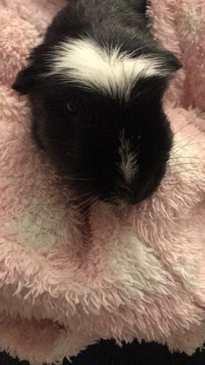 SpecsLady_Faye's tweet photo. Some sad news that #OptomPig is quite poorly. Of course he is also quite elderly now so we are very worried 😟 keep him in your thoughts over the next few days https://t.co/5Vn3dnGUXy