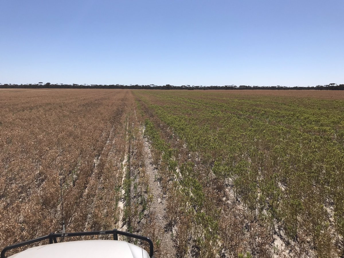 The plot thickens. Turns out the headers were going over a sandhill. Spot where the Mn spray ran out. Thanks for all the feedback, I can see the Jurien need lots of Mn