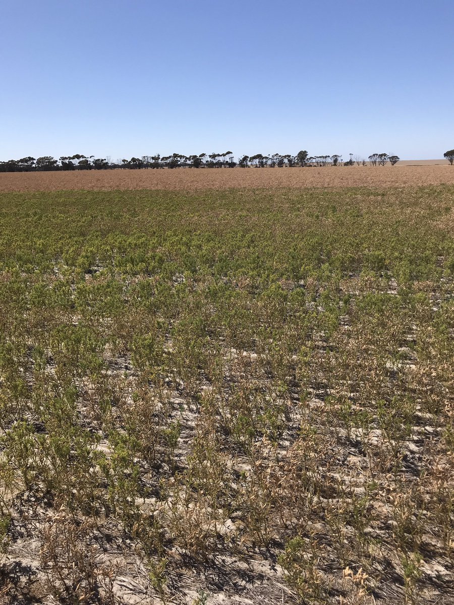 The plot thickens. Turns out the headers were going over a sandhill. Spot where the Mn spray ran out. Thanks for all the feedback, I can see the Jurien need lots of Mn