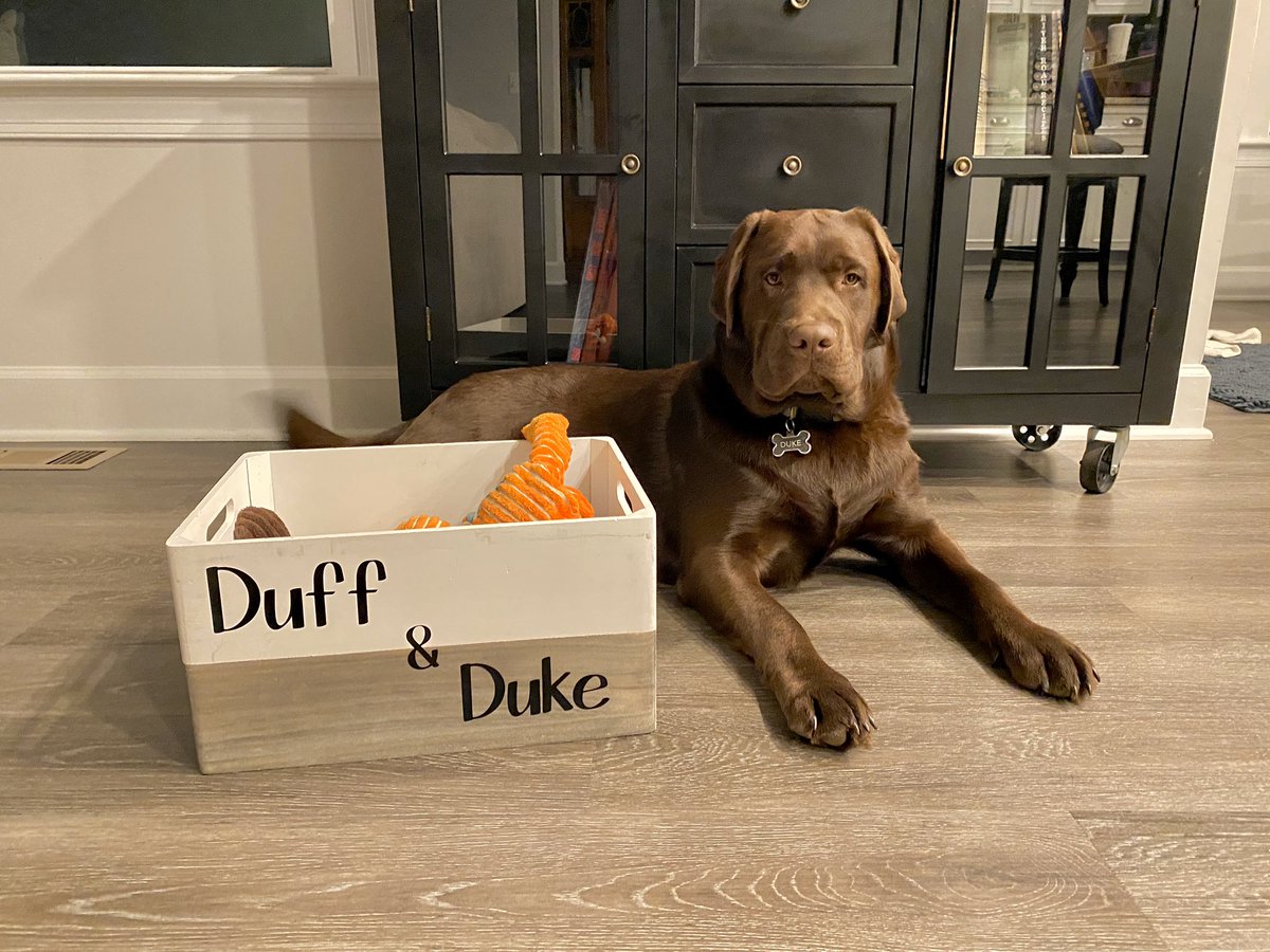 Duke is now 8.5 months old and loves his toy box
