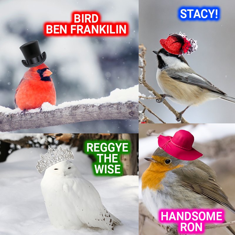 Four magnificent birds that make up the birds for Human Safety Consortium. Bird Ben Franklin, Stacy, Reggye the wise and Handsome Ron.