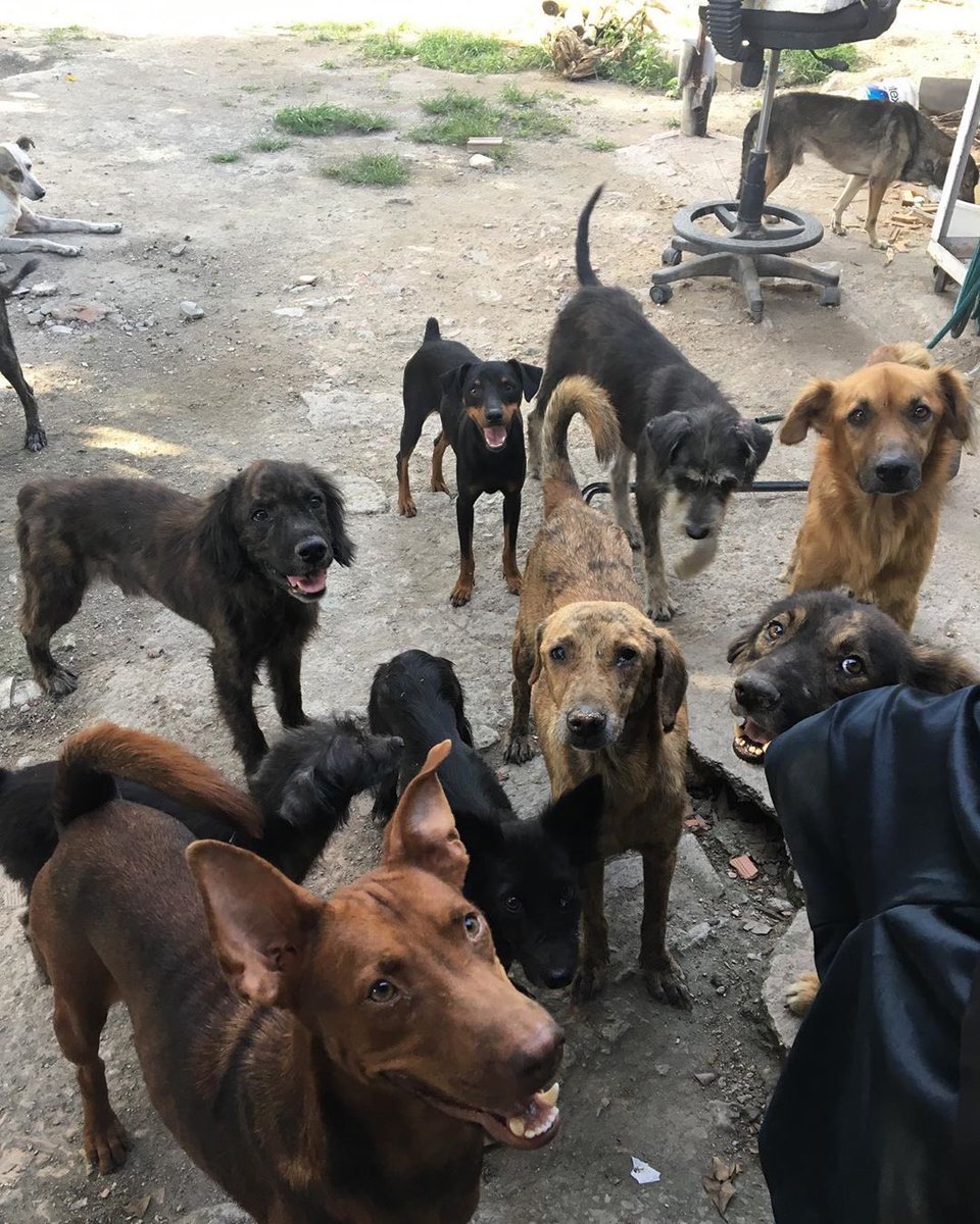 With what little we have, we are happy and I promise you that I will always do what is within my reach and more to see that smile and keep my puppies happy. 🙏🏻🙏🏻🙏🏻