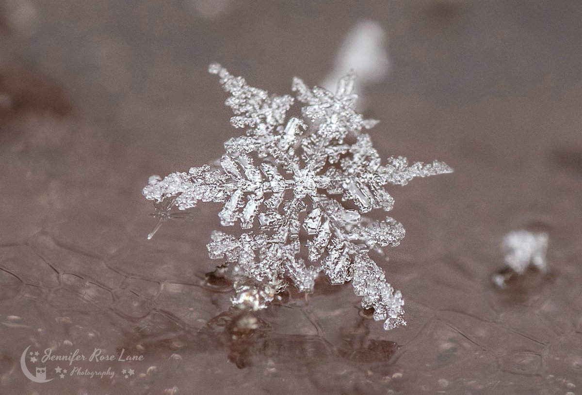 Jens_Starry_Sky's tweet photo. Not the best kind of snowflakes just yet, but some were still picture worthy I think? #snowflakes #macro #MacroPics #SnowflakePics #MacroPhotography #weather #WeatherPics #WV #WVweather #WinterIsComing @StormHour @MacroHour @ThePhotoHour https://t.co/bT2dR7PGsq