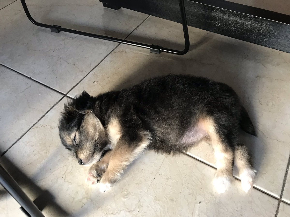 vodkarla's tweet photo. Desde el domingo @Hplusv y yo nos convertimos en papás y ahora somos una familia de tres 👫🐶💛.  
Esperamos que sean muchisimos años juntos, Mia ✨ https://t.co/sTRlKepMRC