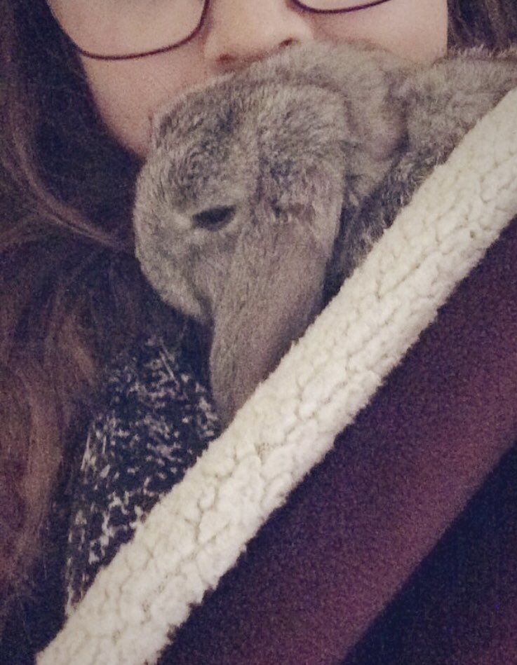 utanmirakel's tweet photo. Jag har varit utan Anton i 10 dagar nu (han lever livet hos morfar i Karlstad som är kaninvakt). Scrollar igenom telefonens gamla bilder och hittar denna lille plutt. Mammahjärtat brister 🐰❤️ https://t.co/zbSoLXQwEn