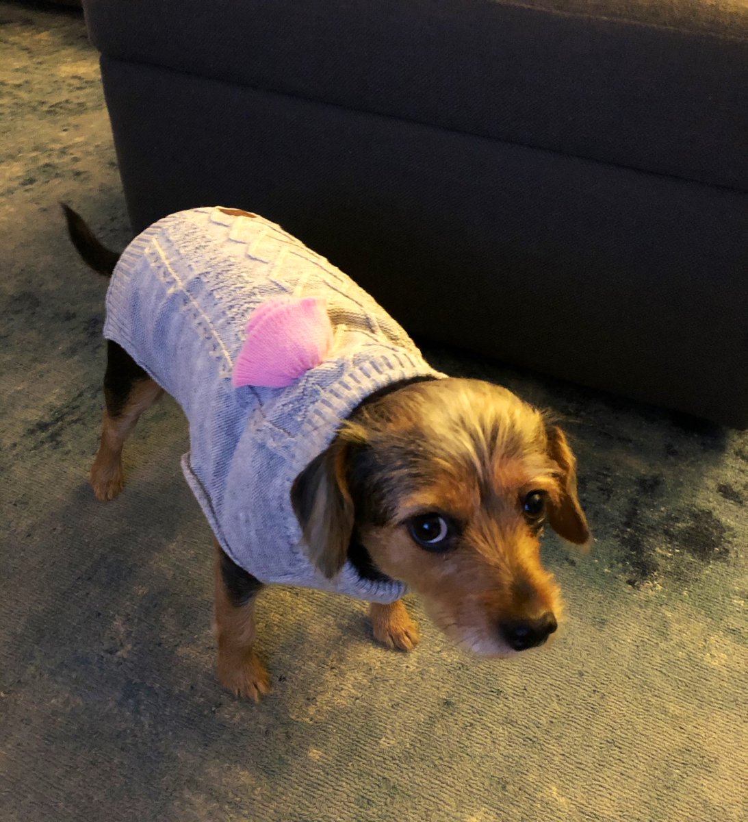 joepardavila's tweet image. #DogSweaterWeather